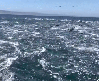 国外网友拍到海豚罕见蜂拥景象：数千只海豚不断跃出海面