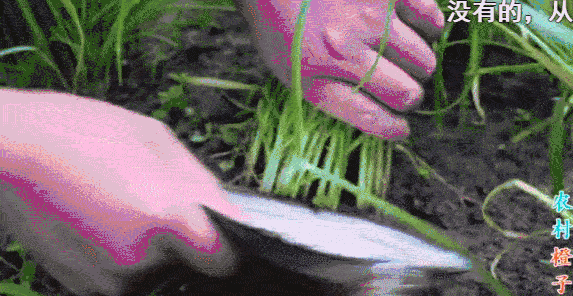 图源B站UP主《农村橙子》