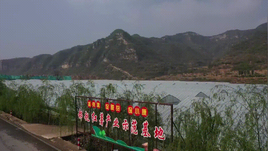 郝赵村的红薯产业示范基地。长城网记者 吴苗苗 制图