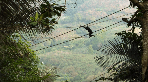 △海南热带雨林国家公园为海南长臂猿搭建起“树冠桥梁”
