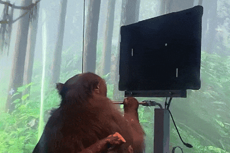 马斯克让猴子用意念打游戏，这里的脑机接口设备便是无线的丨Neuralink