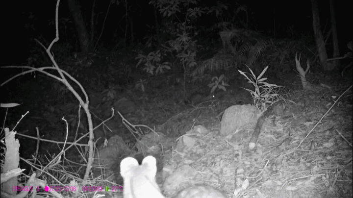 ▲此前拍摄到的小灵猫