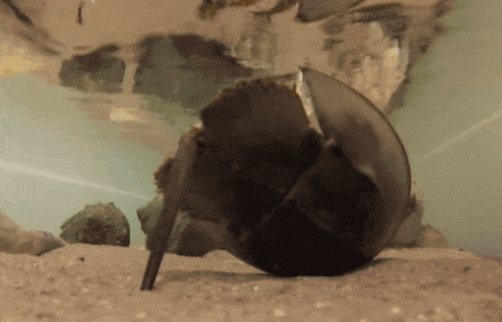 用尾巴翻身中的鲎。图片来源：travelingink‍