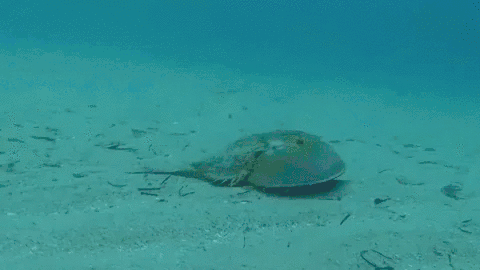 图片来源：animal research nexus