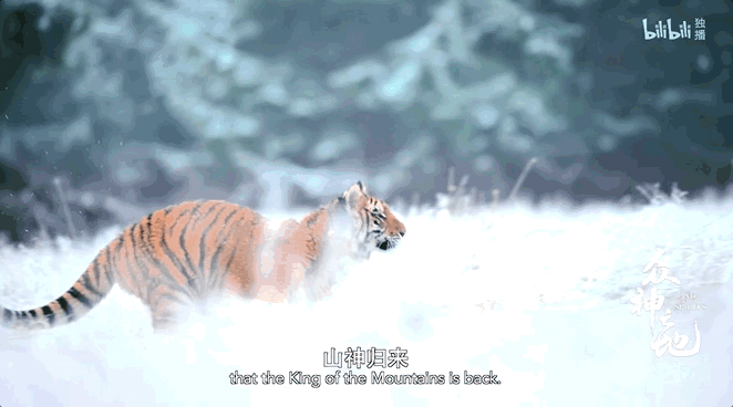 2022年7月21日，长江白鲟被世界自然保护联盟正式宣布灭绝。