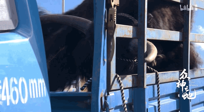 昆仑注视着挣扎的小牛