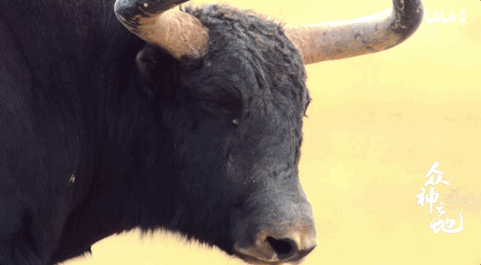 昆仑最后看了一眼小牛的方向