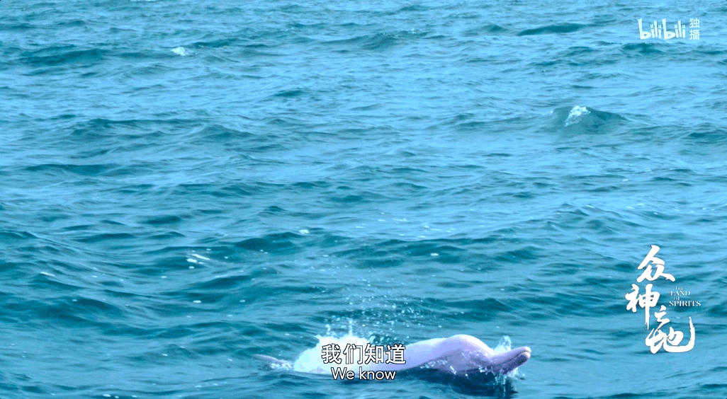 返回海洋的老白