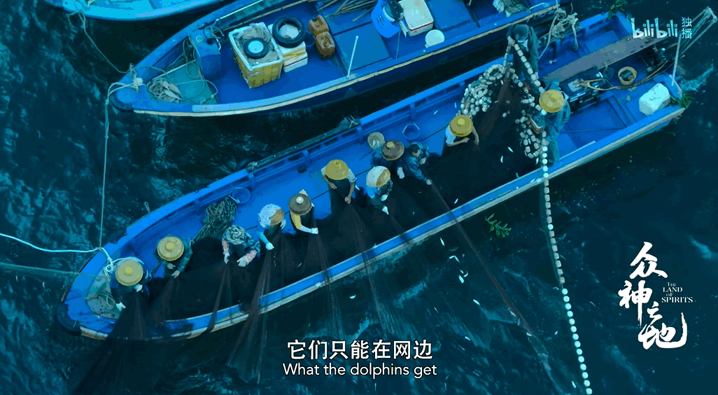 最近几年，岸上越来越多的人类可以直接看到白海豚了。