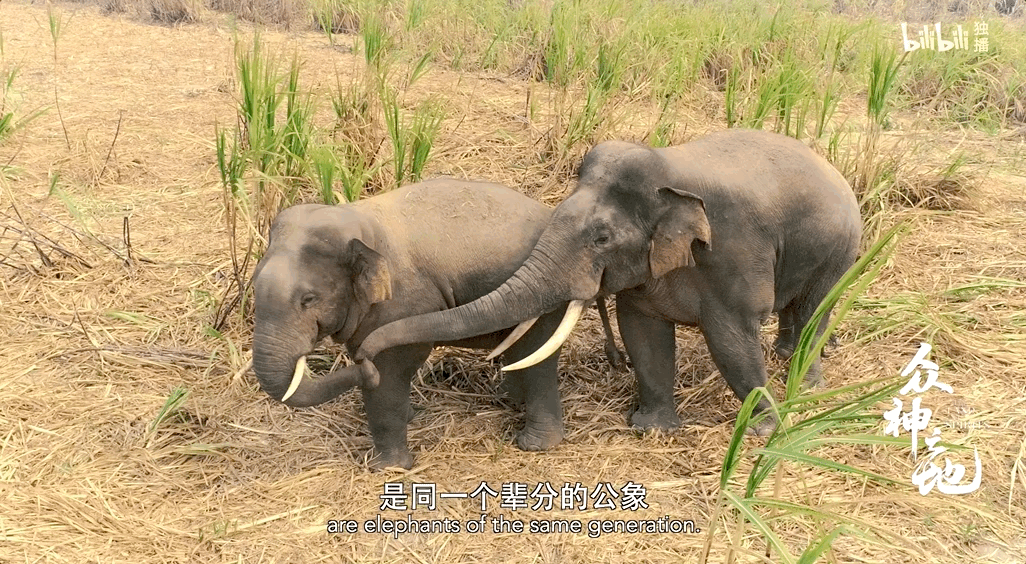 “老四”（左）和“国王”