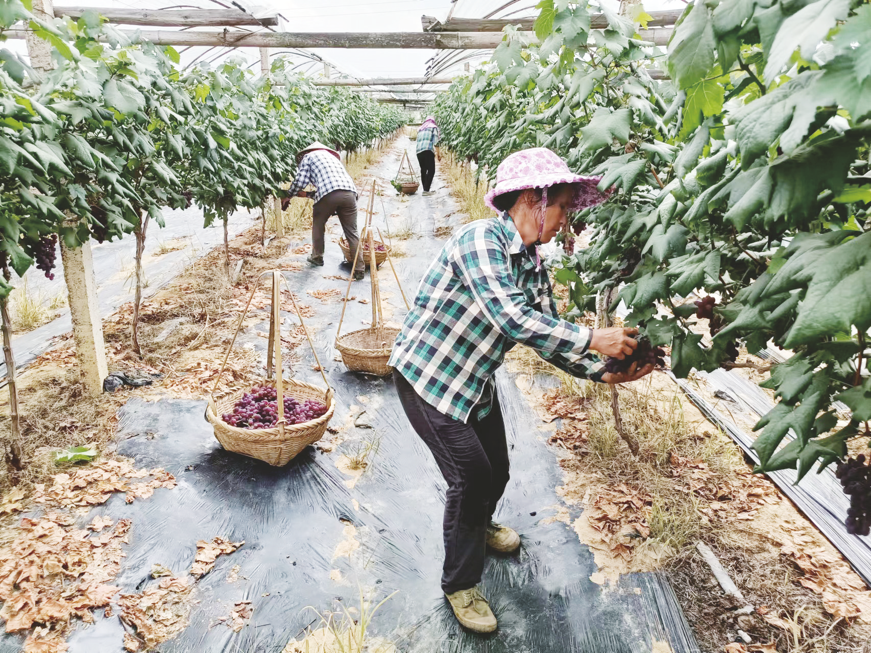 ▲長塘鎮葡萄基地里,工人們在採摘葡萄 (受訪者供圖)