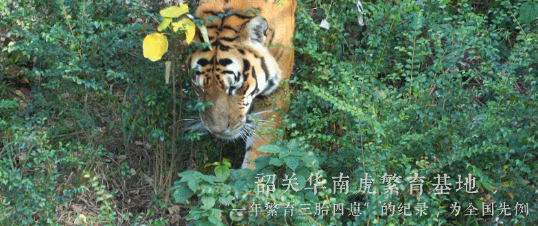 △华南虎。