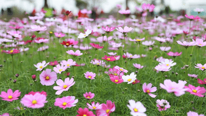 △武江龙归镇龙归公园的格桑花海。