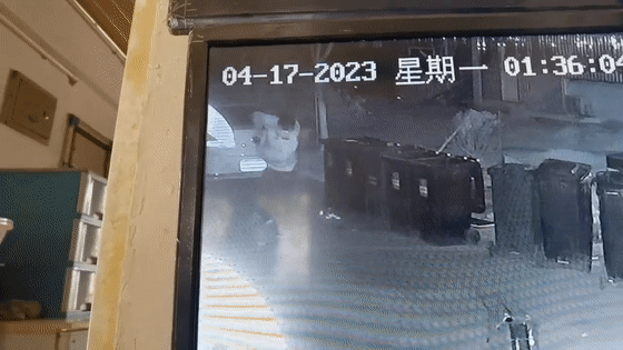 先用猫笼诱捕，后用抄网抓