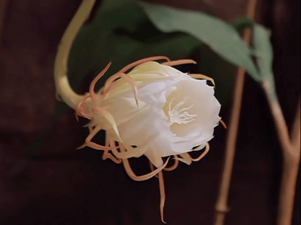 △你见过昙花开吗？