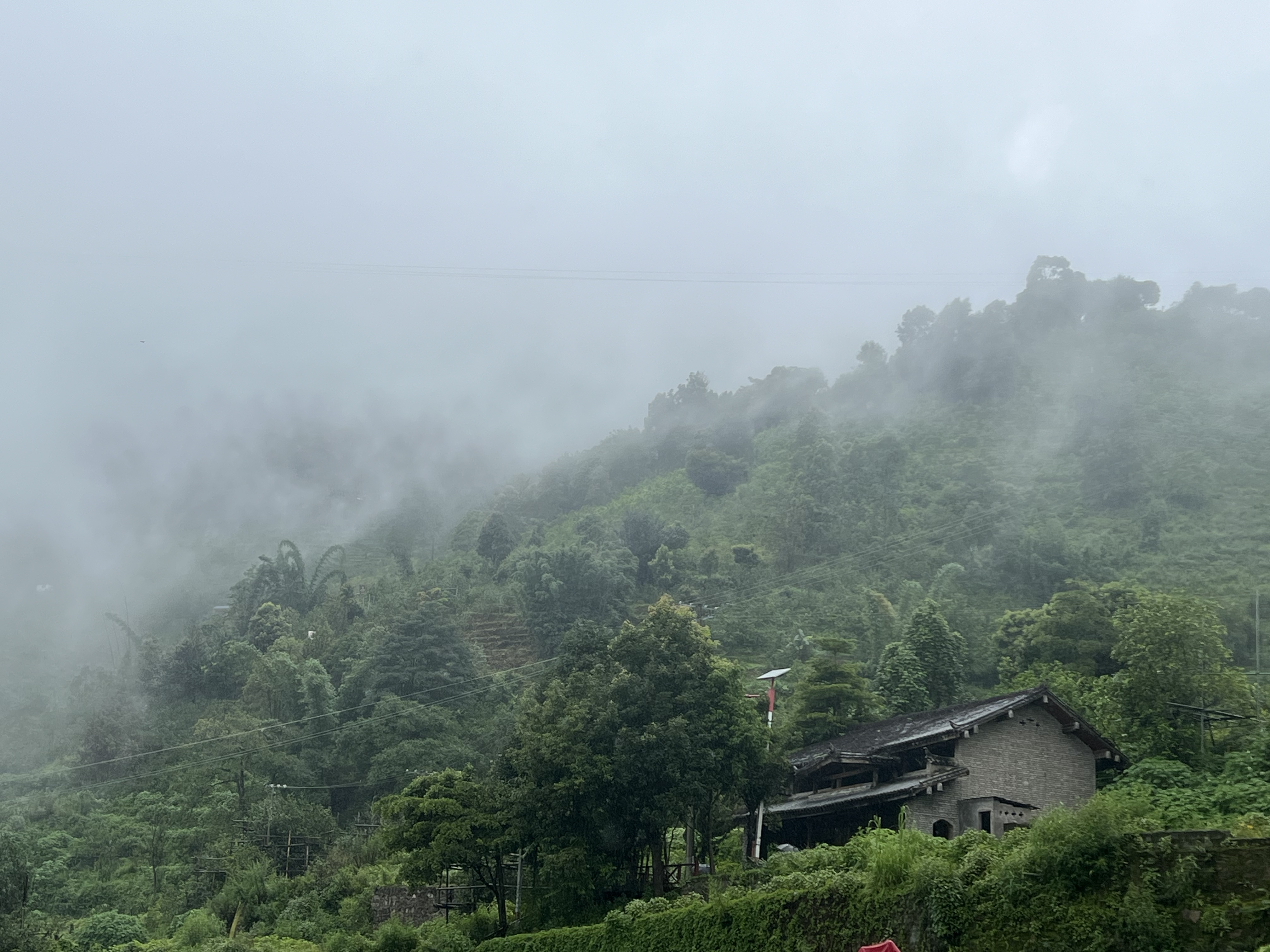 雲霧繚繞的冰島老寨茶園。圖中房屋為唯一保留的茶農老宅。斯雄 攝