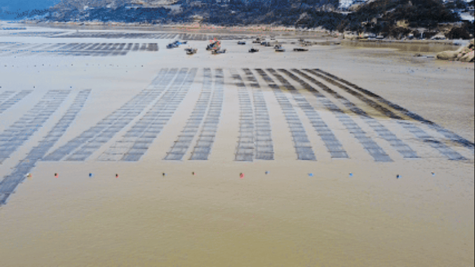 霞浦三沙湾外海,海带苗养殖忙(央广网发 邹烨炫 摄)