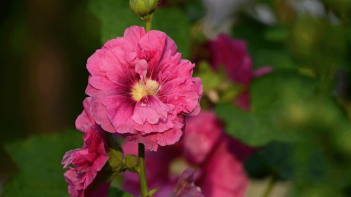 防抖开启，手持拍摄