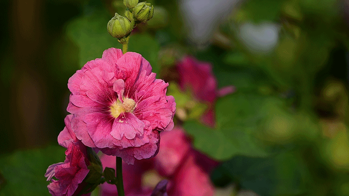 防抖关闭，手持拍摄