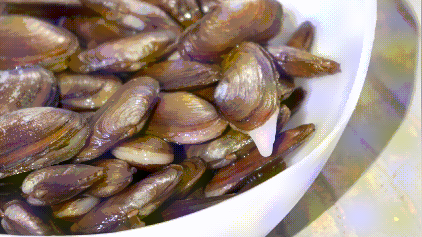 沙螺。吴东俊 摄