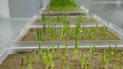 图为鸿翔种业公司加工厂内，玉米不同阶段的长势。门杰伟摄