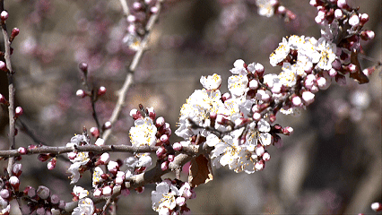 英吉沙杏花烂漫  （央广网记者  郭璁悦  制图）