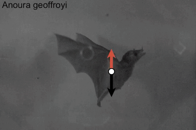 蝙蝠振翅时所产生的力（放慢100倍）