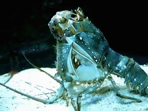 龙虾脱去外骨骼现场（来源：YouTube ）