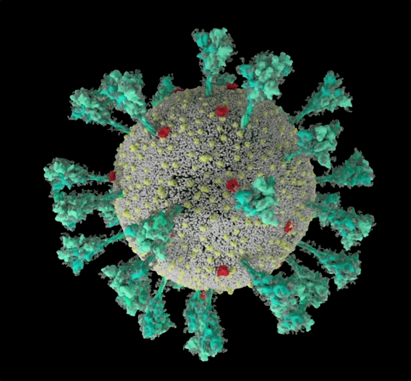新型冠状病毒结构的计算机模拟。图片来源：Janet Iwasa， University of Utah