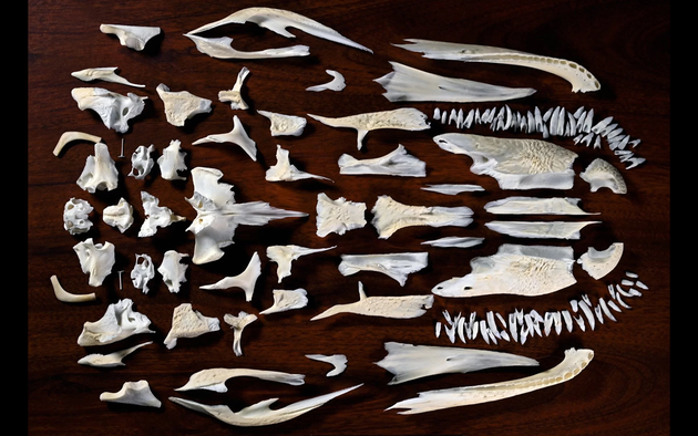 在许多种类的动物中，它们的头骨是由几十块骨骼组成的，图中呈现的是短吻鳄的头骨，它的头骨是由50多块骨骼构成。迄今发现头骨数量最多的是一种远古灭绝鱼类，多达156块。