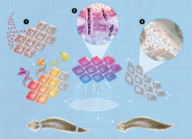 有机体的构建。在形态构建过程中，细胞合作能有效地建立解剖结构。许多生命系统在经历相当大的损伤之后，仍能重塑并再生组织或器官。换言之，它们逐步减少偏离特定目标形态的偏差，并在实现这些形态时停止生长和重塑。演化利用三种模式来实现这种解剖学内稳态：（1）生物化学梯度；（2）生物电路；（3）生物力学因素。这些相互作用使生命系统在重大干扰下，仍然能形成大尺度的形态。