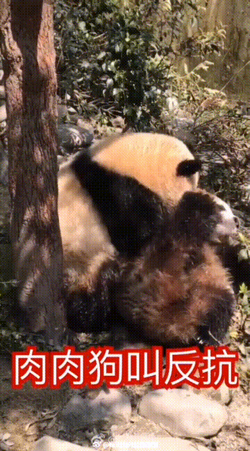 莪渄迪汋熊猫基地重视动物环境富化和行为训练