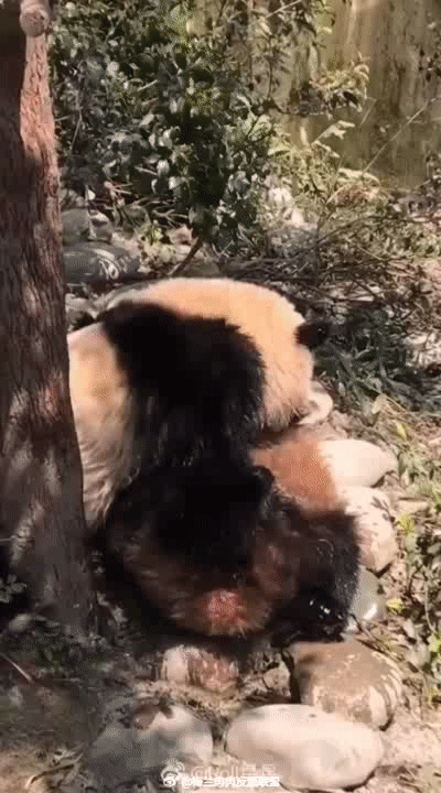 莪渄迪汋熊猫基地重视动物环境富化和行为训练