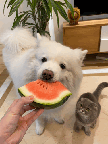 妞妞端午の小日记