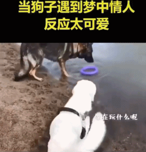 每日有趣gif图