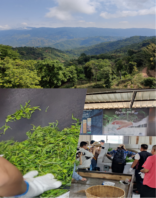 (记者团在南糯山体验炒茶)