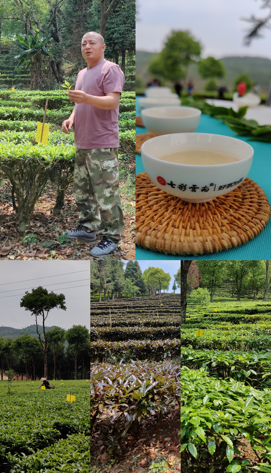 (庆沣祥茶庄园)