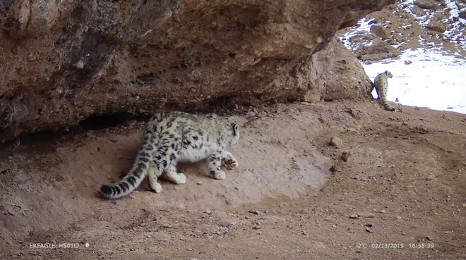 生物多样性监测过程中拍摄到的珍贵雪豹画面