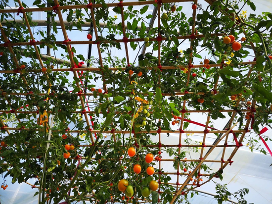 三峡橘乡田园综合体(重庆忠县)即将开园 来生态蔬果园,开启舌尖上的