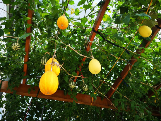 三峡橘乡田园综合体(重庆忠县)即将开园 来生态蔬果园,开启舌尖上的