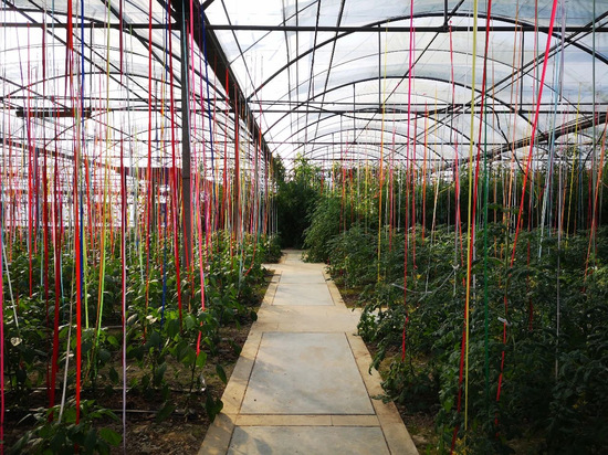 三峡橘乡田园综合体(重庆忠县)即将开园 来生态蔬果园,开启舌尖上的