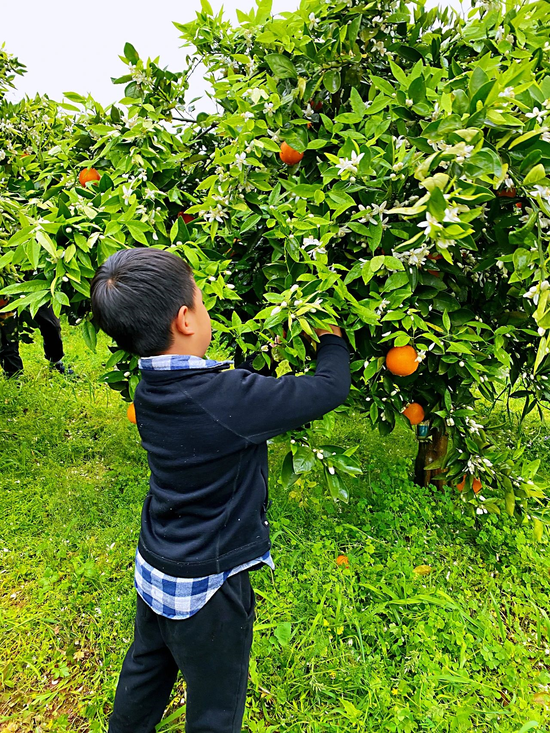 三峡橘乡田园综合体重庆61忠县即将开园四季采果园四季橘香吃摘玩乐