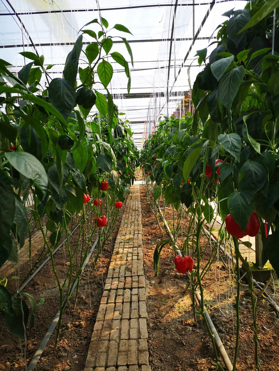 三峡橘乡田园综合体(重庆忠县)即将开园 来生态蔬果园,开启舌尖上的