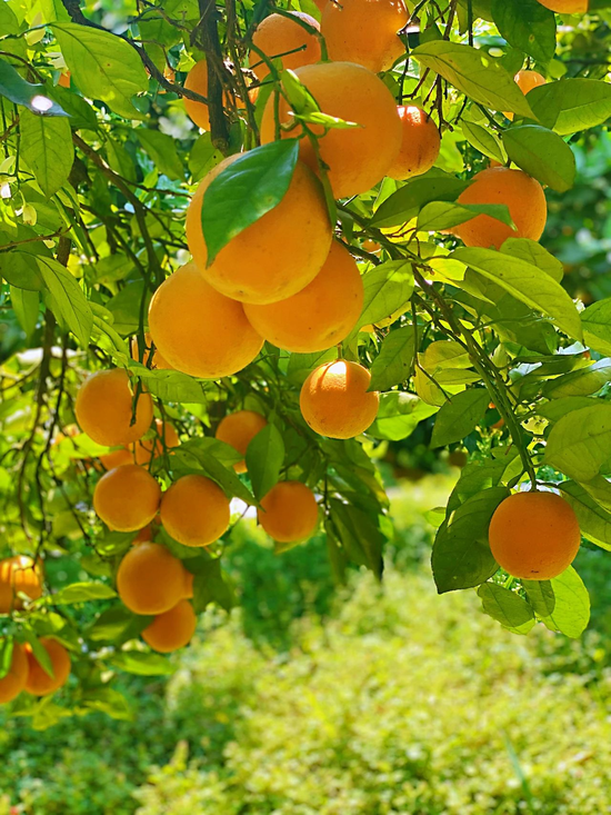 三峡橘乡田园综合体重庆61忠县即将开园四季采果园四季橘香吃摘玩乐