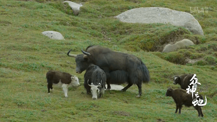  昆仑和家养牦牛们