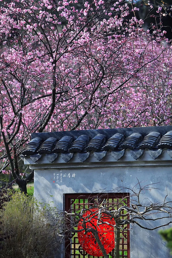 八百里山河漫漫,幸与你相逢在梅园