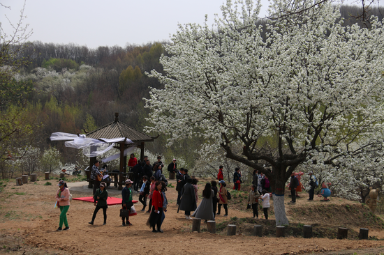 莲花山梨花节地址图片