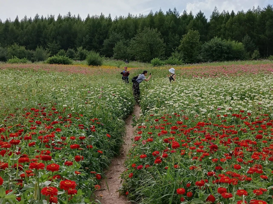 帽儿山开启"花海模式",美得不像话