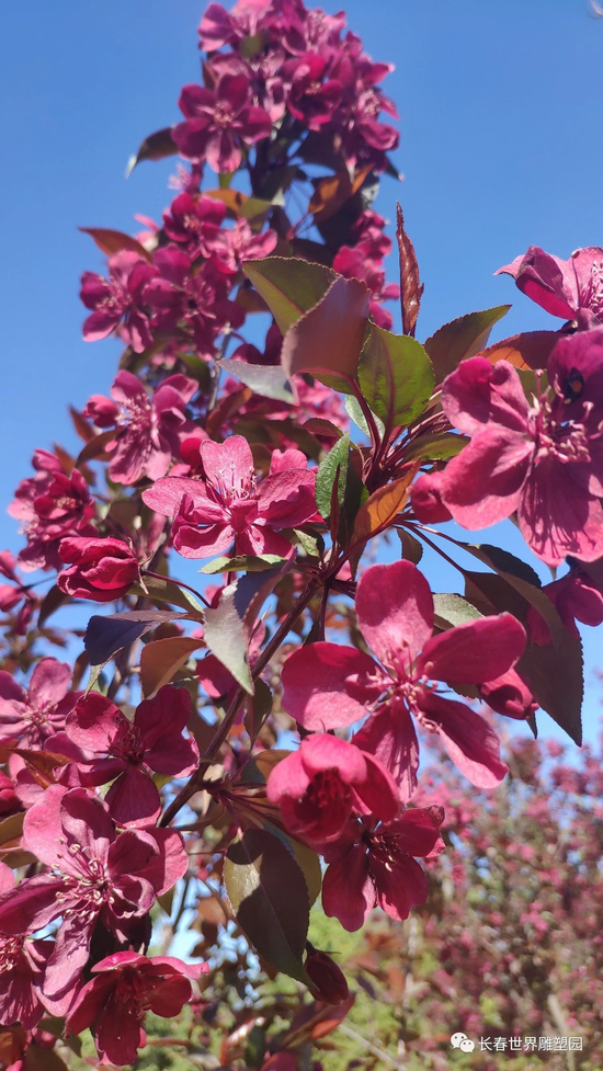 长春春常在 花香诗意浓