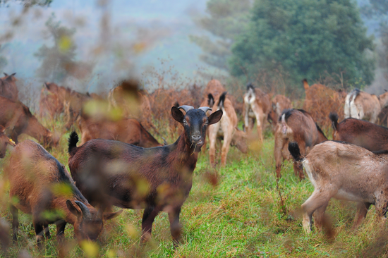 youngtown黄甲欢乐冬至成都双流第21届麻羊美食节活动盛大启幕